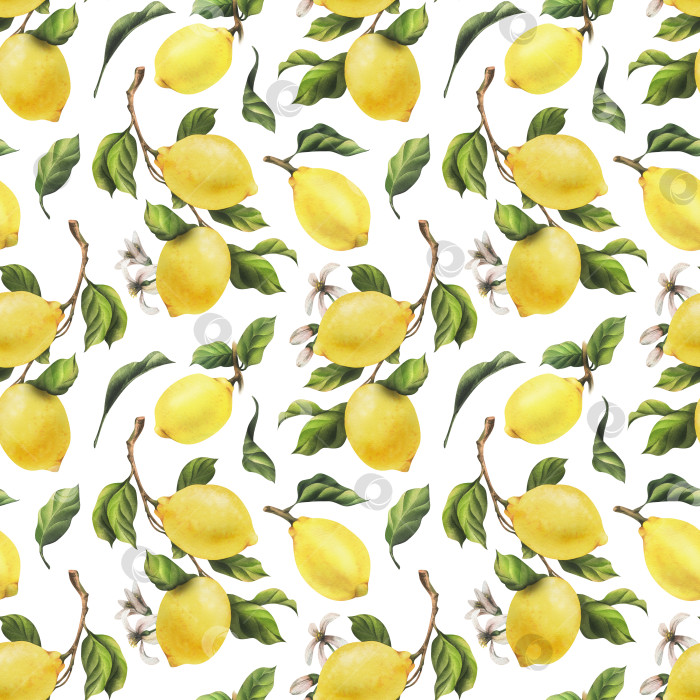 Скачать Лимоны желтые, сочные, спелые, с зелеными листьями, цветочными бутонами на ветках, целые и дольками. Акварельная ботаническая иллюстрация, нарисованная от руки. Бесшовный узор на белом фоне фотосток Ozero