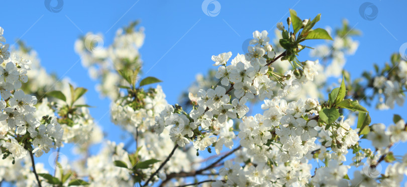 Скачать Абстрактный цветочный баннер. Нежные цветы вишни в весеннем саду на фоне голубого неба. Концепция весеннего прибытия, цветочная открытка, шаблон для дизайна, фотосток Ozero