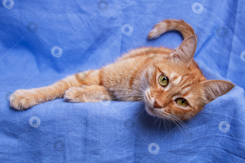 Скачать Рыжий кот, лежащий на синем фоне крупным планом фотосток Ozero
