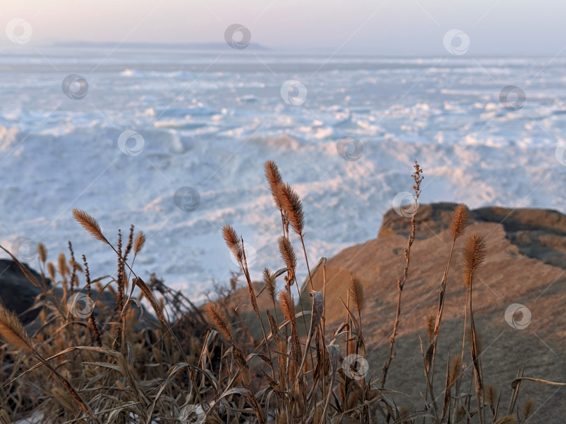 Скачать Сухие травы на фоне морского льда в час заката фотосток Ozero