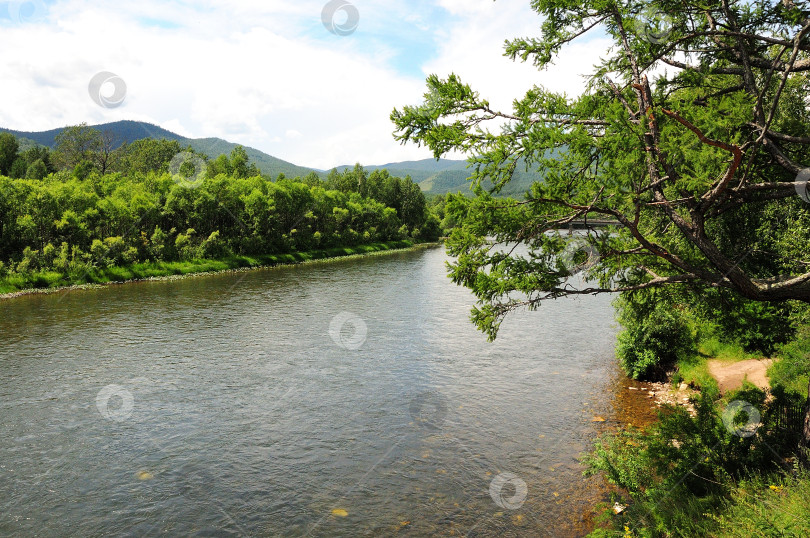 Скачать Изогнутая ветвь большой сосны опирается на русло красивой реки, протекающей через горную тайгу. фотосток Ozero
