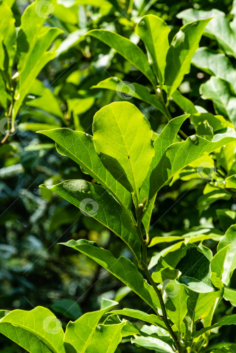 Скачать Зеленые молодые листья магнолии Сьюзан на солнце. Солнце просвечивает сквозь зеленые листья. Размытый фон. Выборочный фокус. Крупный план. Радость, отдых и релаксация. Концепция природы для дизайна фотосток Ozero