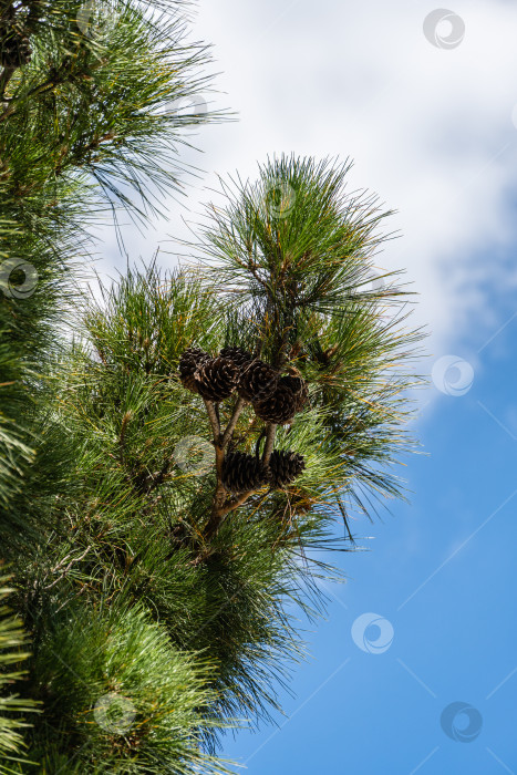 Скачать Пицундская сосна (Pinus brutia pityusa) разновидность калабрийской или турецкой сосны (Pinus brutia). Крупные коричневые шишки пицундской сосны на ветвях с длинными иглами на фоне голубого осеннего неба. Избирательный фокус. фотосток Ozero