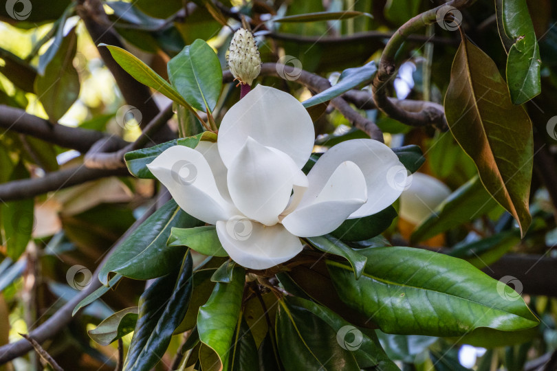 Скачать Цветущее дерево вечнозеленой южной магнолии (Magnolia Grandiflora) в ландшафтном парке Геленджика. Огромный белый цветок на ветке магнолии на размытом фоне зелени. Выборочный фокус. фотосток Ozero