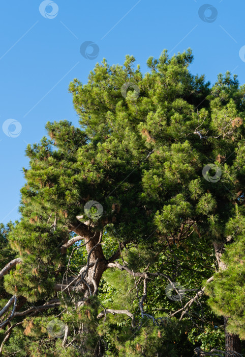 Скачать Столетняя пицундская сосна Pinus brutia pityusa на набережной курорта Геленджик. Крупный план красивых изогнутых ветвей на фоне голубого декабрьского неба. Концепция природы для дизайна. фотосток Ozero