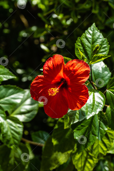 Скачать Яркий крупный красный цветок китайского гибискуса (Hibiscus rosa-sinensis) на размытом фоне зелени сада. Китайская роза или гавайский гибискус в солнечном свете. Концепция природы для дизайна. фотосток Ozero