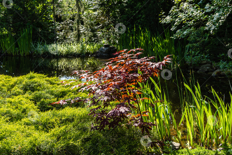 Скачать Японский клен Acer palmatum Atropurpureum на берегу красивого садового пруда. Выборочный фокус. Крупный план. Молодые красные листья сияют на весеннем солнце. Весенний пейзаж, концепция природы. фотосток Ozero