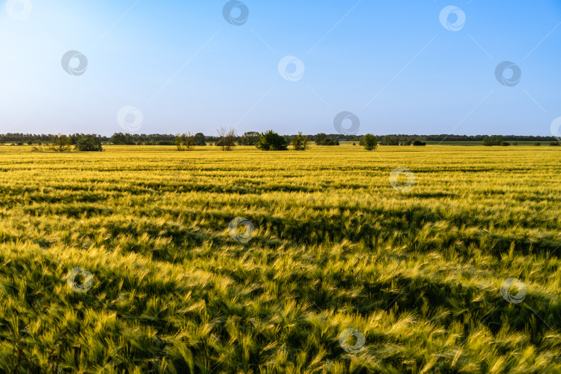 Скачать Огромное поле колосьев озимой пшеницы в ветреную погоду. На горизонте деревья. Красивый весенний пейзаж на закате. Концепция природы для дизайна. Пшеничное поле в качестве фона. Выборочный фокус. фотосток Ozero