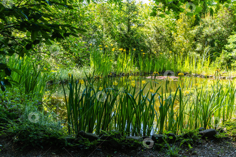 Скачать Желтые цветы Iris pseudacorus (желтый флаг, желтый ирис) на берегу большого садового пруда. Выборочный фокус. Ландшафтный сад. Пейзаж для любых обоев. Есть место для текста фотосток Ozero