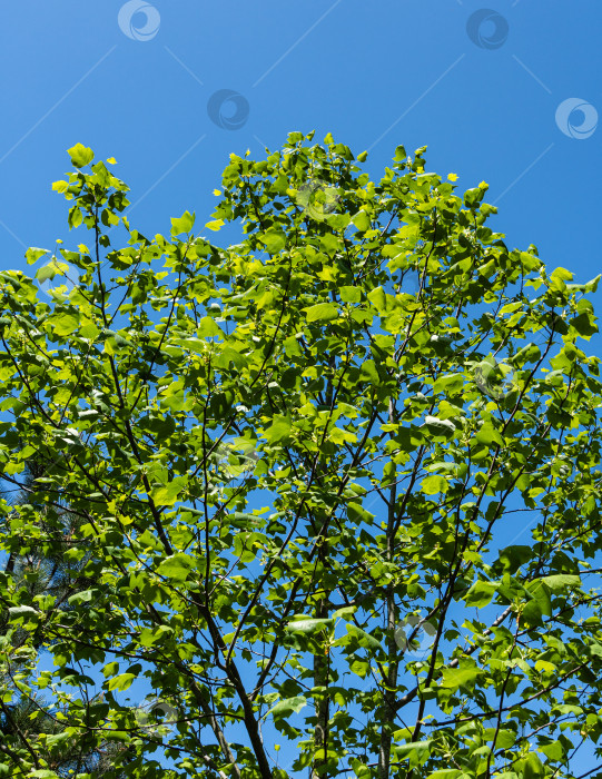 Скачать Молодые ярко-зеленые листья тюльпанного дерева (Liriodendron tulipifera), называемого Тюльпанным деревом, американским или тюльпановым тополем, на фоне голубого весеннего неба. Концепция природы для дизайна. фотосток Ozero