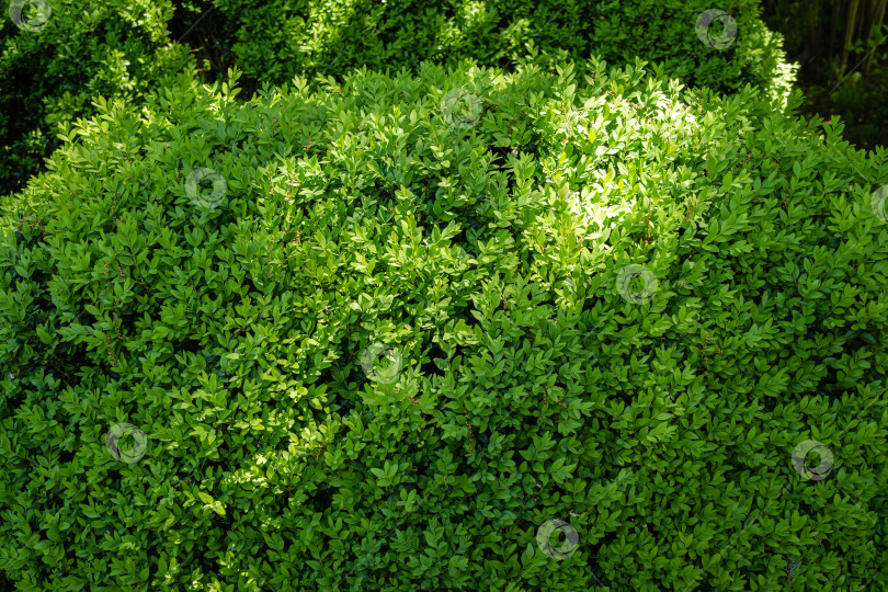 Скачать Яркая глянцевая молодая зеленая листва на кусте самшита Buxus sempervirens или европейского самшита. Вечнозеленый сад. Крупный план. Текстура листьев в качестве фона. Концепция природы для дизайна. Выборочный фокус. фотосток Ozero