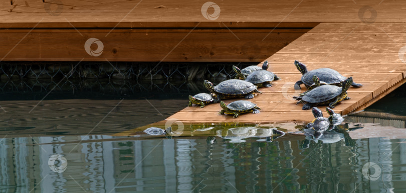 Скачать Упитанные, довольные красноухие ползунки (Trachemys scripta elegans) греются на весеннем солнышке на деревянном настиле в красивом озере дендрария Парка южных культур в Сириусе (Адлер). фотосток Ozero