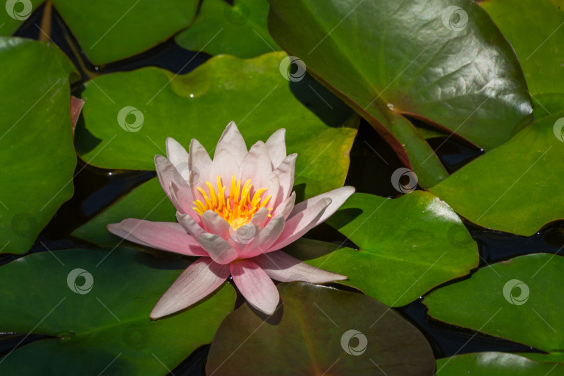 Скачать Розовая водяная лилия или цветок лотоса Marliacea Rosea в садовом пруду. Нимфея крупным планом на фоне зеленых листьев. Цветочный пейзаж для обоев природы с пространством для копирования. Выборочный фокус фотосток Ozero