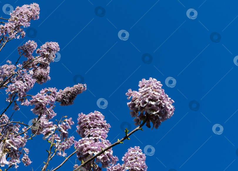 Скачать Цветы дерева Павловния томентоза на фоне голубого неба в общественном ландшафтном городском парке "Краснодар" или "Парк Галицкого". Цветы императрицы или принцессы, или колокольчики наперстянки. Выборочный фокус крупным планом фотосток Ozero