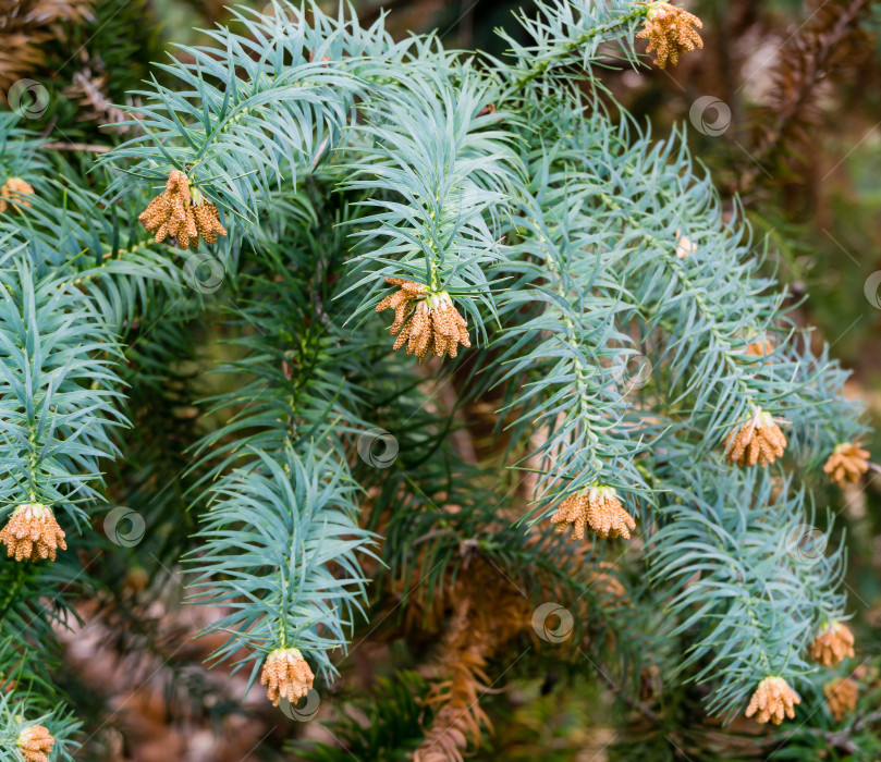 Скачать Крупный план цветущей ветви китайской ели (Cunninghamia lanceolata 'Glauca') в весеннем дендрарии парка южных культур в Сириусе (Адлер) Сочи. Концепция природы для дизайна. фотосток Ozero