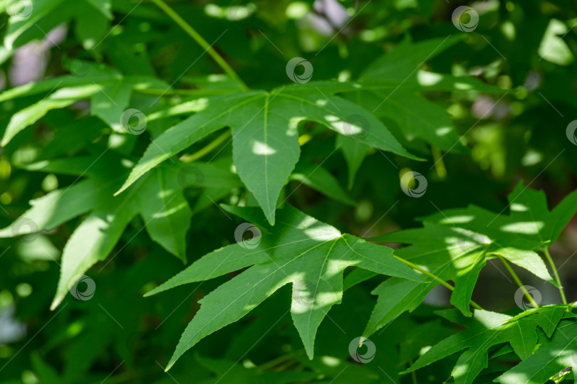 Скачать Ликвидамбар стирацифлуа или американская сладкая камедь со свежими зелеными листьями на фоне зеленых листьев. Веточка янтарного дерева в ясный солнечный день в летнем саду. Место для вашего текста фотосток Ozero