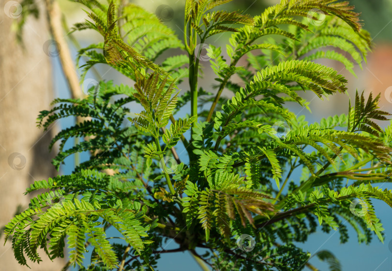 Скачать Крупный план зеленых листьев джакаранды (Jacaranda mimosifolia) в общественном ландшафтном городском парке "Краснодар" или "Парк Галицкого". Солнечная весна 2021 фотосток Ozero