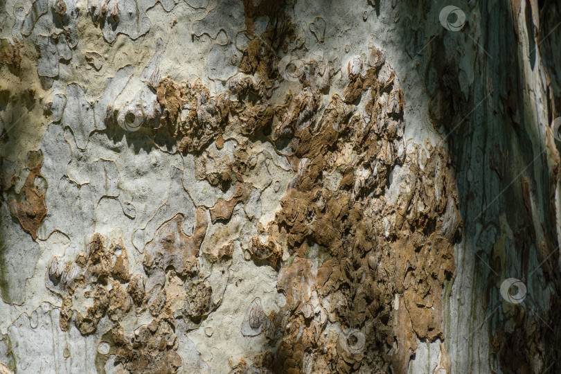 Скачать Приятная текстура коры американского платана (Platanus occidentalis Variegata, Платановое дерево). Крупный план камуфляжного фона в дендрарии Парка южных культур в Сириусе (Адлер), Сочи. фотосток Ozero