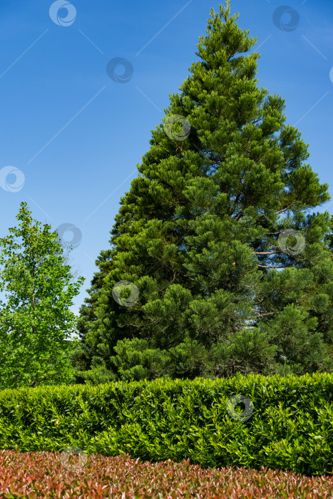 Скачать Молодой секвойадендрон гигантский (гигантская секвойя или гигантское красное дерево) в городском парке Краснодара. Общественный ландшафт "Парк Галицкого" солнечной весной 2021 года фотосток Ozero