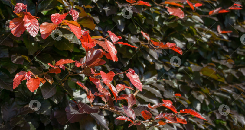 Скачать Крупный план красных и коричневых листьев европейского пурпурного бука (Fagus sylvatica purpurea) на ветвях деревьев. Пурпурно-бронзовые листья медного бука в городском парке Краснодара или ландшафтном парке Галицкого фотосток Ozero