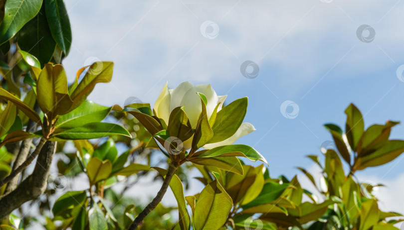 Скачать Крупный белый ароматный цветок вечнозеленой южной магнолии (Magnolia Grandiflora) в городском парке Краснодара. Цветущая магнолия в общественном ландшафте "Парк Галицкого" для отдыха и прогулок в солнечном июне фотосток Ozero