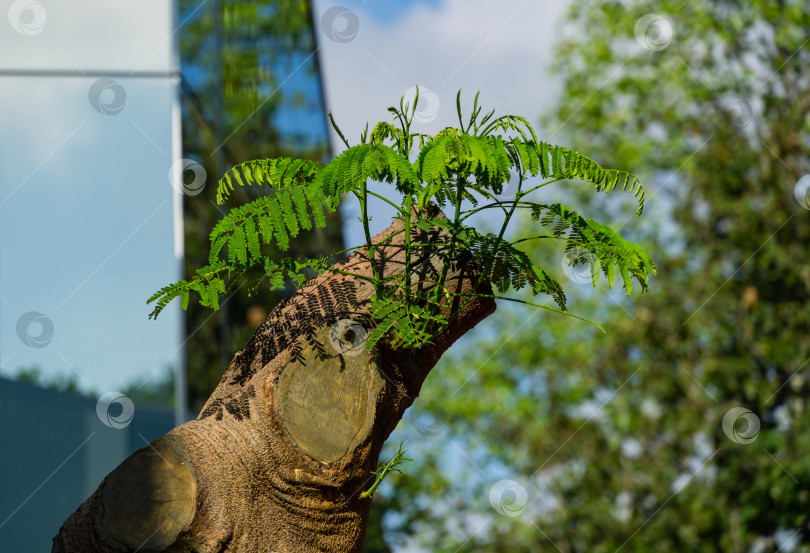 Скачать Крупный план дерева Delonix regia (яркое или королевское дерево Пуансиана) со свежими листьями в зеркальном лабиринте. Редкое дерево растет в общественном городском парке Краснодара или "Галицкий" в июне 2021 года фотосток Ozero