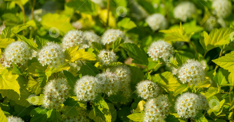 Скачать Крупный план белых цветов Physocarpus opulifolius Nugget или Ninebark с золотистыми листьями на размытом фоне. Общественный пейзаж городского парка Краснодара или Галицкого. Весенний пейзаж, свежие обои фотосток Ozero