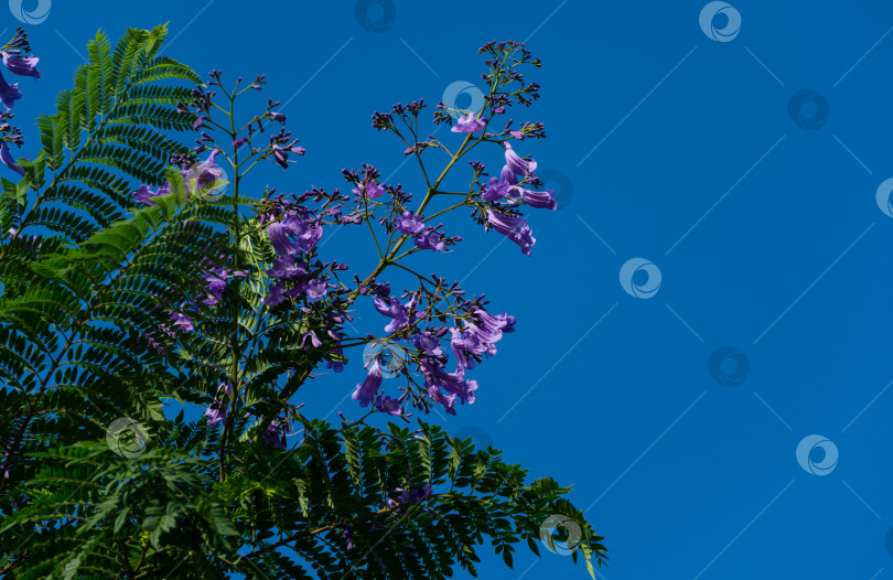 Скачать Фиолетовые цветы на ветке джакаранды (Jacaranda mimosifolia) на фоне голубого неба. Первое цветение на деревьях джакаранды в общественном ландшафтном парке "Краснодар" или "Парк Галицкого" в июне 2021 года фотосток Ozero