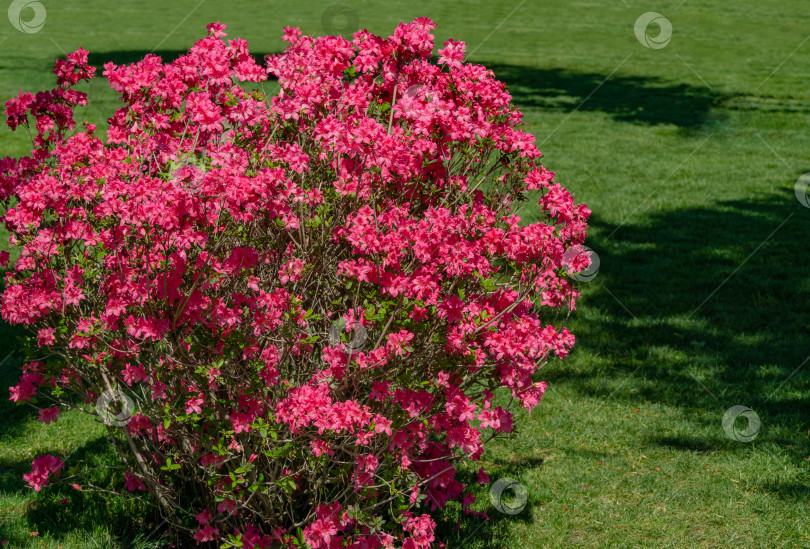 Скачать Ярко-красный рододендрон Azalea japonica крупным планом. Роскошные соцветия рододендрона в общественном ландшафтном городском парке "Краснодарский" или "Галицкий". Декоративный рододендрон с красивыми розовыми цветами фотосток Ozero