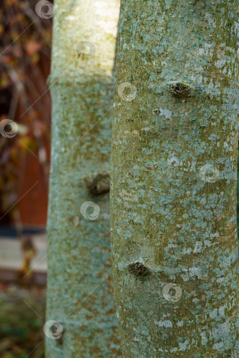Скачать Красивая текстура серо-зеленой коры магнолии кобус (Kobushi). Крупный план интересной коры молодого дерева, растущего в саду. Свежие обои и концепция фона природы. фотосток Ozero
