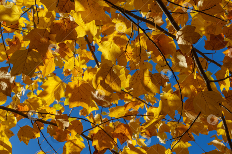 Скачать Золотистые и желтые листья тюльпанного дерева Liriodendron tulipifera на фоне голубого неба в солнечном свете. Природная концепция дизайна фотосток Ozero