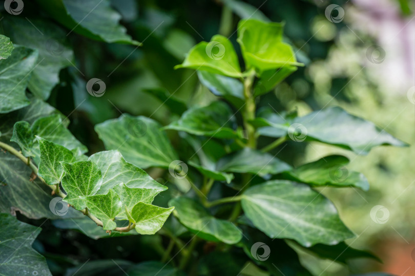 Скачать Крупным планом зеленые листья английского плюща (Hedera helix, европейский плющ). Оригинальная текстура натуральной зелени. Выборочный фокус. Природная концепция дизайна с местом для текста фотосток Ozero