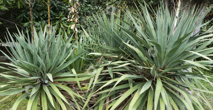 Скачать Юкка глориоза Тристис Карриере (Yucca recurvifolia), юкка криволистная или испанская кинжаловидная. Декоративное растение в весеннем дендрарии Парка южных культур в Сириусе (Адлер) Сочи фотосток Ozero