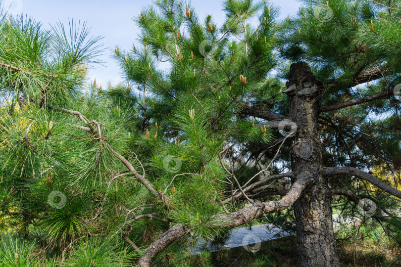 Скачать Pinus radiata, сосна Монтерея или сосна инсигнис в цвету. Шишка для опыления почек на ветвях сосны. Солнечный день в весеннем дендрарии Парка южных культур в Сириусе (Адлер) Сочи. фотосток Ozero