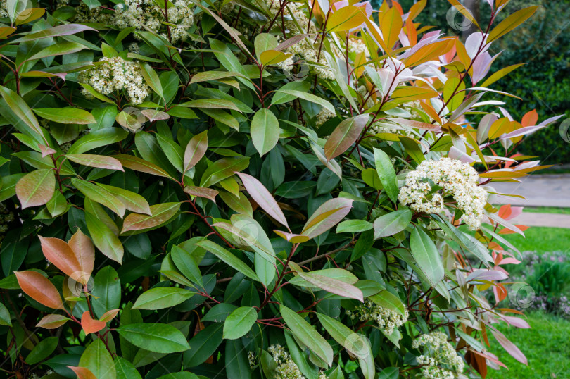 Скачать Красивые белые соцветия кустарника Photinia fraseri 'Red Robin' с красными и зелеными листьями. Декоративный цветущий кустарник на курорте Сочи. Фон концепции природы фотосток Ozero