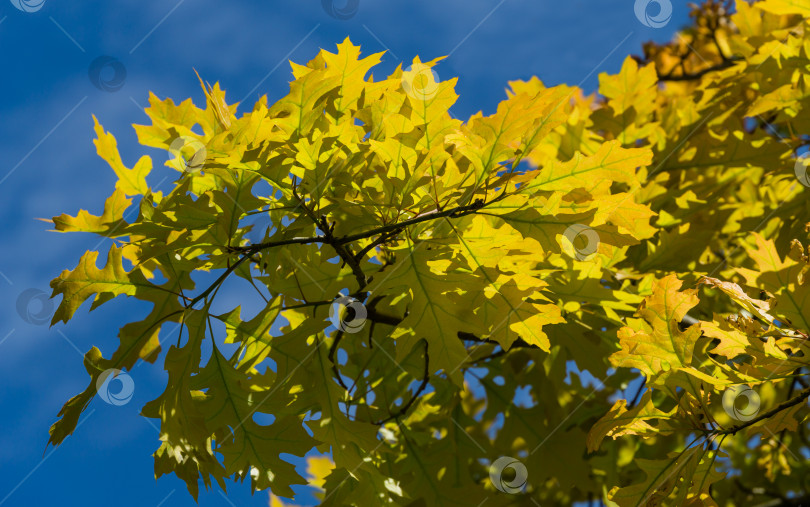 Скачать Крупный план Quercus palustris, соснового дуба или болотного испанского дуба с яркой молодой пышной листвой на фоне голубого неба с пространством для копирования. Весенний день в общественном городском парке "Краснодар" или "Галицкий" фотосток Ozero