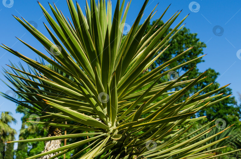 Скачать Зеленая листва алоэ юкки окаймленной (Yucca Aloifolia Marginata) или испанского штыкового кинжала. Декоративное растение с желтой каймой в весеннем дендрарии Парка южных культур в Сириусе (Адлер) Сочи. фотосток Ozero