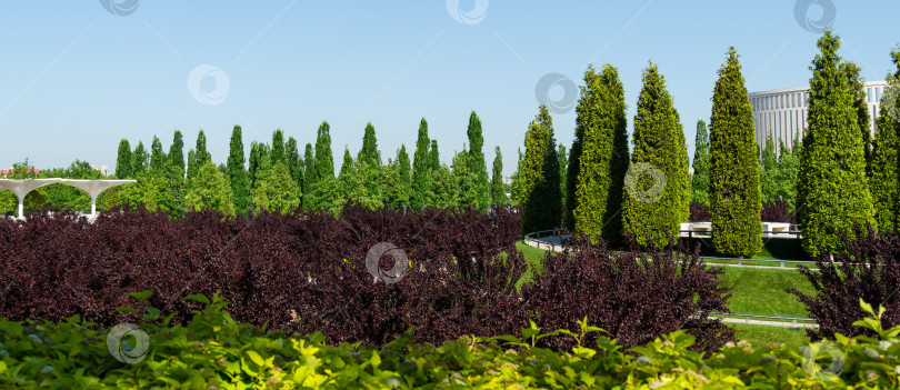 Скачать Подстриженная Thuja plicata (западный красный кедр) в форме кипариса и Prunus cerasifera 'Nigra' (Черная алыча или prunus 'Pissardii Nigra') в городском парке Краснодара или ландшафтном парке Галицкого солнечной весной 2021 года. фотосток Ozero