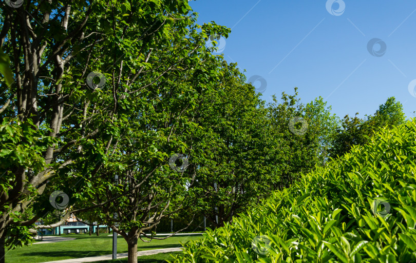 Скачать Крупный план деревьев Parrotia persica или персидского железного дерева вокруг вечнозеленых стен зеркального лабиринта в общественном городском парке Краснодара или "парке Галицкого". Солнечная весна 2021 фотосток Ozero