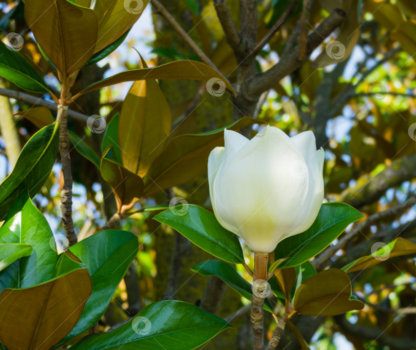 Скачать Крупный белый ароматный цветок вечнозеленой южной магнолии (Magnolia Grandiflora) в городском парке Краснодара. Цветущая магнолия в общественном ландшафте "Парк Галицкого" для отдыха и прогулок в солнечном июне фотосток Ozero