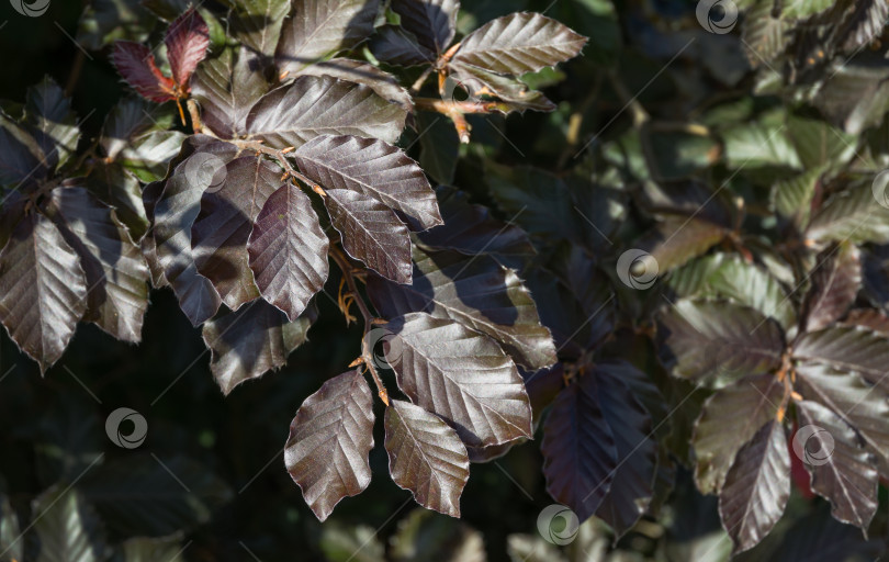 Скачать Крупный план коричневых листьев европейского пурпурного бука (Fagus sylvatica purpurea) на ветвях деревьев. Пурпурно-бронзовые листья живой изгороди из медного бука в городском парке Краснодара или ландшафтном парке Галицкого фотосток Ozero