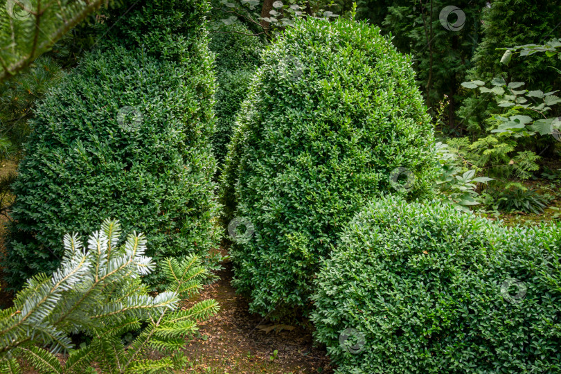 Скачать Самшит Buxus sempervirens или европейский самшит в ландшафтном саду. Подстриженные кусты самшита Buxus sempervirens со светло-зеленой молодой травой на лужайке на переднем плане. Место для вашего текста. фотосток Ozero