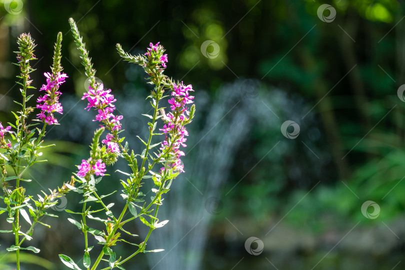 Скачать Lythrum salicaria или багрянолистник красный на размытом фоне с фонтаном в пруду. Солнечный летний день. Концепция природы для дизайна. Копировать пространство фотосток Ozero