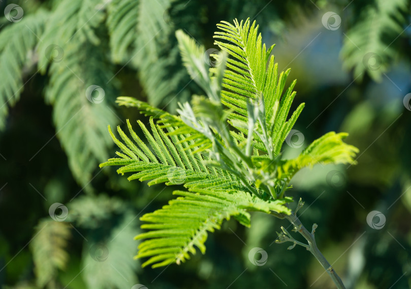 Скачать Новые зеленые листья мимозы Acacia dealbata (серебристая или голубая плетистая) на улице Адлер-Сочи. Ветка мимозы с изящной молодой листвой ранней весной. Прекрасный весенний фон для дизайна. фотосток Ozero