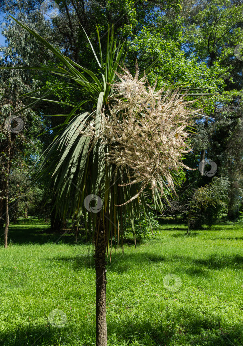 Скачать Цветущая пальма Cordyline australis, широко известная как капустное дерево. Белые соцветия с бутонами пальмы Cordyline australis. Весенний день в дендрарии Парка южных культур в Сириусе (Адлер) Сочи. фотосток Ozero