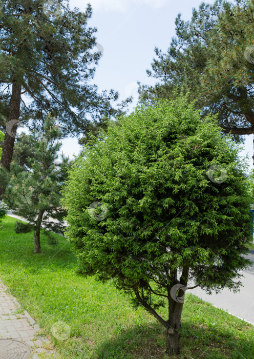 Скачать Сформированный можжевельник Juniperus communis. Тенистая улица села Архипо-Осиповка с красивыми старыми деревьями, сформированными соснами и можжевельником. Спокойный черноморский курорт в Краснодарском крае. фотосток Ozero