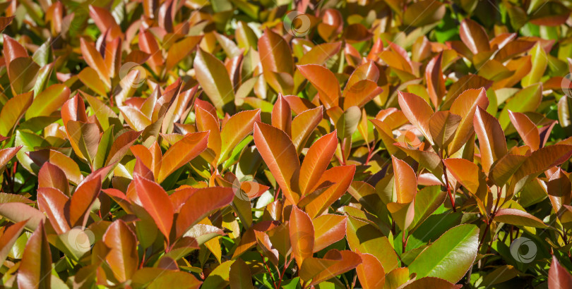 Скачать Красивые красные и зеленые листья кустарника Photinia fraseri 'Red Robin' в городском парке Краснодара или ландшафтном парке Галицкого солнечной весной 2021 года. Фон концепции природы фотосток Ozero