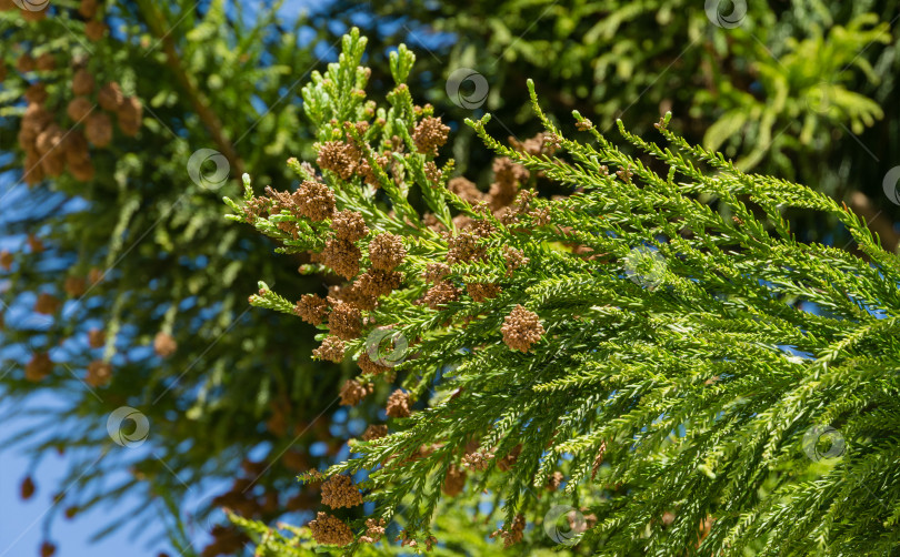 Скачать Крупный план шишек и цветов японской сосны Суги (Cryptomeria Japonica) или купрессуса японского. Японский кедр или секвойя произрастает в общественном ландшафтном городском парке "Краснодар" или "Галицкий" весной 2021 года фотосток Ozero