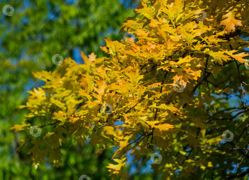 Скачать Крупный план Quercus palustris, соснового дуба или болотного испанского дуба с яркой молодой пышной листвой на размытом зеленом фоне с пространством для копирования. Весенний день в общественном городском парке "Краснодар" или "Галицкий" фотосток Ozero