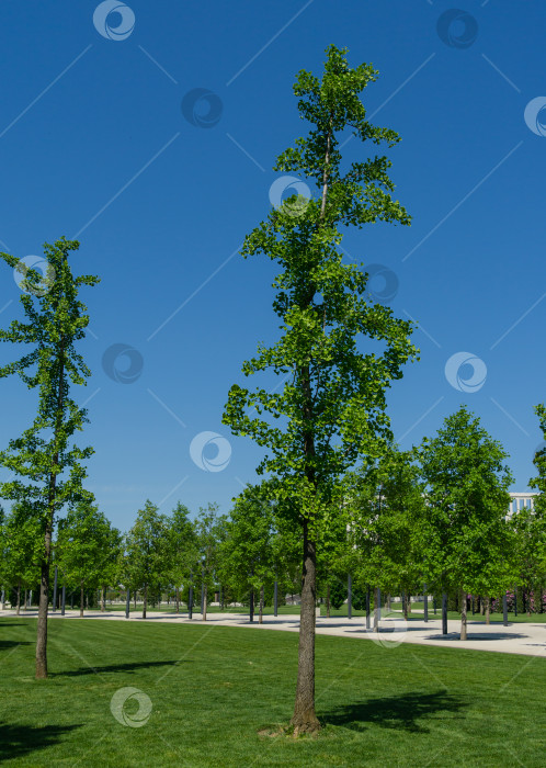 Скачать Дерево гинкго (гинкго билоба) или гингко с ярко-зелеными молодыми листьями в общественном ландшафтном городском парке Краснодара или парке Галицкого. Солнечная весна. фотосток Ozero